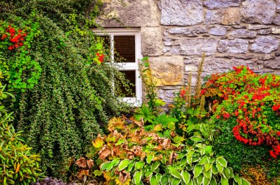 Fotobehang Kleurrijke tuin planten met muur en raam achtergrond