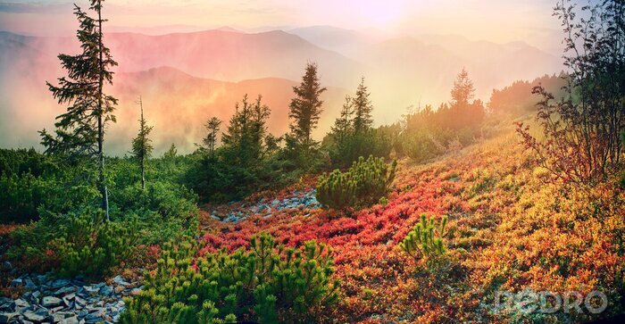 Fotobehang Kleurrijke vegetatie in de bergen