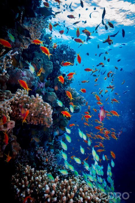 Fotobehang Kleurrijke visjes en koraalrif