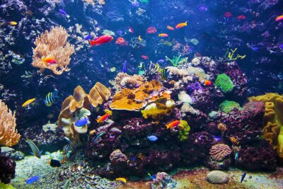 Fotobehang Kleurrijke vissen en de oceaanbodem
