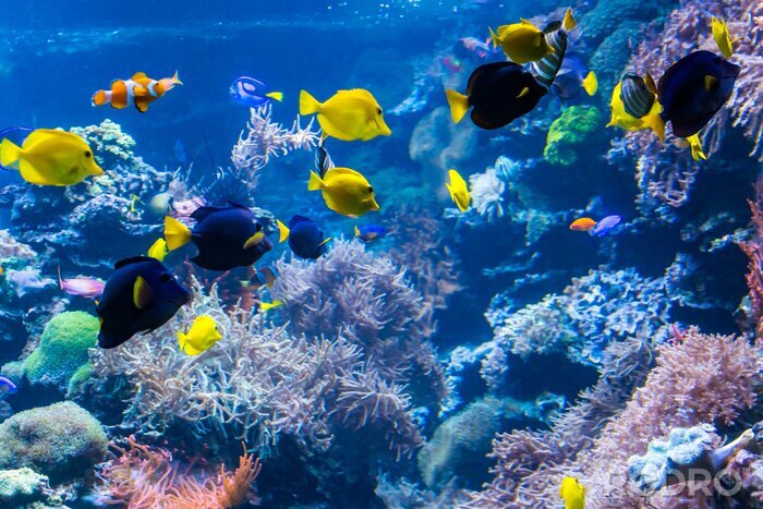 Fotobehang Kleurrijke vissen en koraalrif
