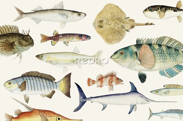 Fotobehang Kleurrijke vissen op een lichte achtergrond