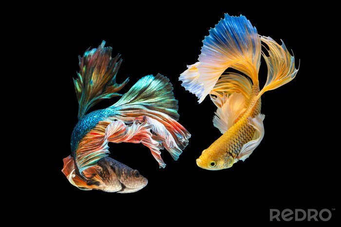 Fotobehang Kleurrijke vissen op zwarte achtergrond