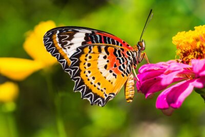 Fotobehang Kleurrijke vlinder bij de bloemen