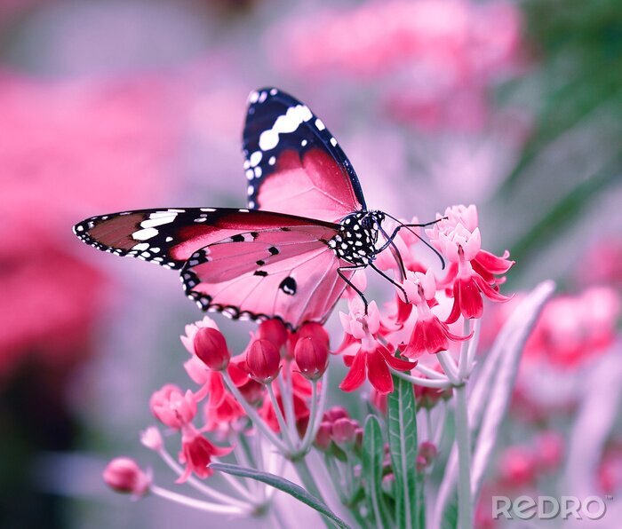 Fotobehang Kleurrijke vlinder en bloemen