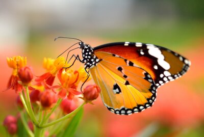 Kleurrijke vlinder in de tuin