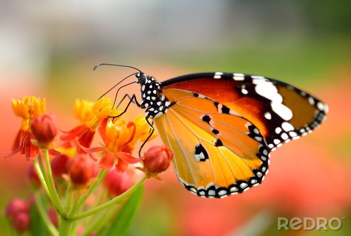 Fotobehang Kleurrijke vlinder in de tuin