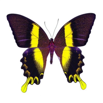 Fotobehang Kleurrijke vlinder op een witte achtergrond