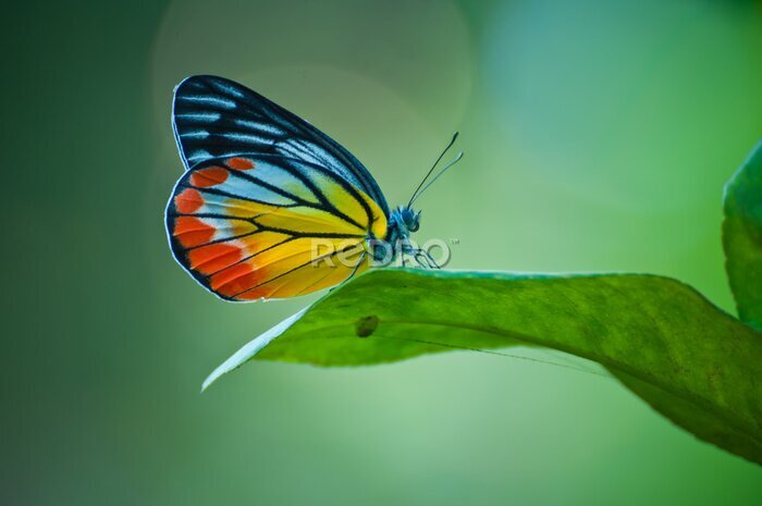Fotobehang Kleurrijke vlinder op groene achtergrond