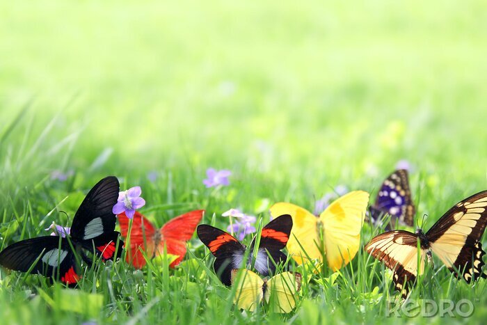 Fotobehang Kleurrijke vlinders op groen gras