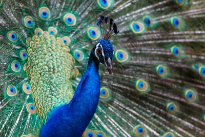 Fotobehang Kleurrijke vogel met ogen op zijn veren