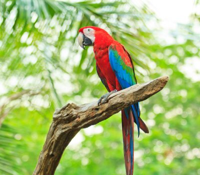 Fotobehang Kleurrijke vogel op de tak