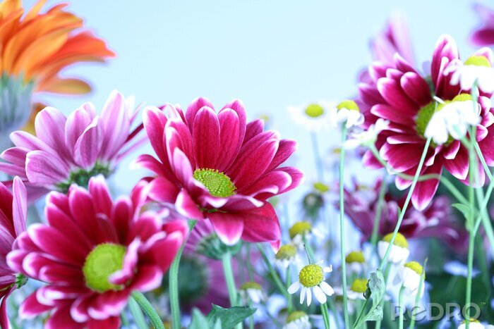 Fotobehang kleurrijke zomerbloemen