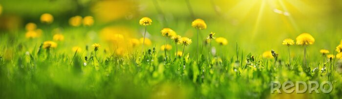 Fotobehang Kleurrijke zomerse paardebloemen