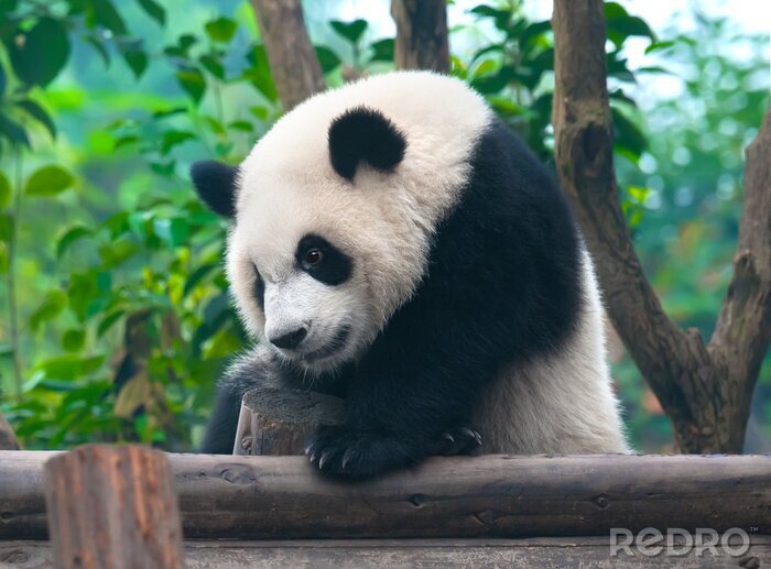 Fotobehang Klimmende panda
