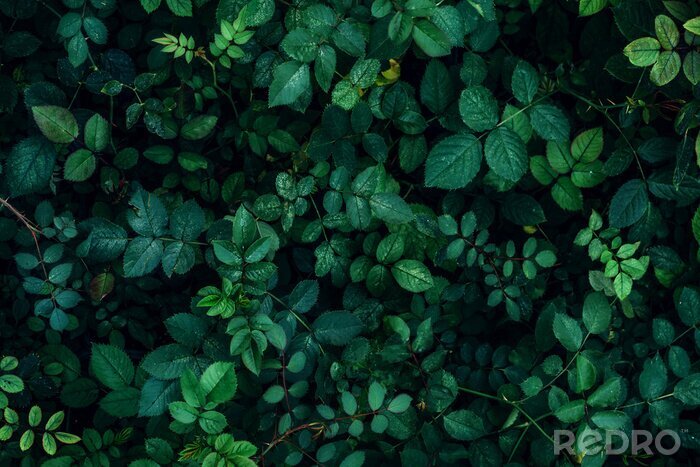 Fotobehang Klimplanten in het voorjaar