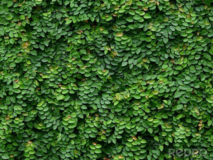 Fotobehang Klimplanten vasthechtend aan een muur