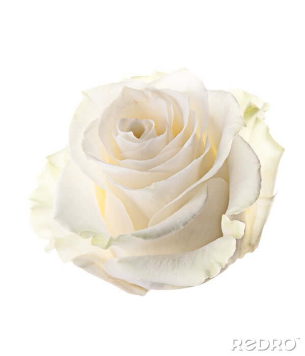 Fotobehang Knop van een witte roos