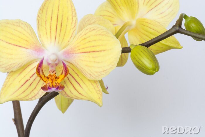Fotobehang Knoppen en orchideeën in gele kleur