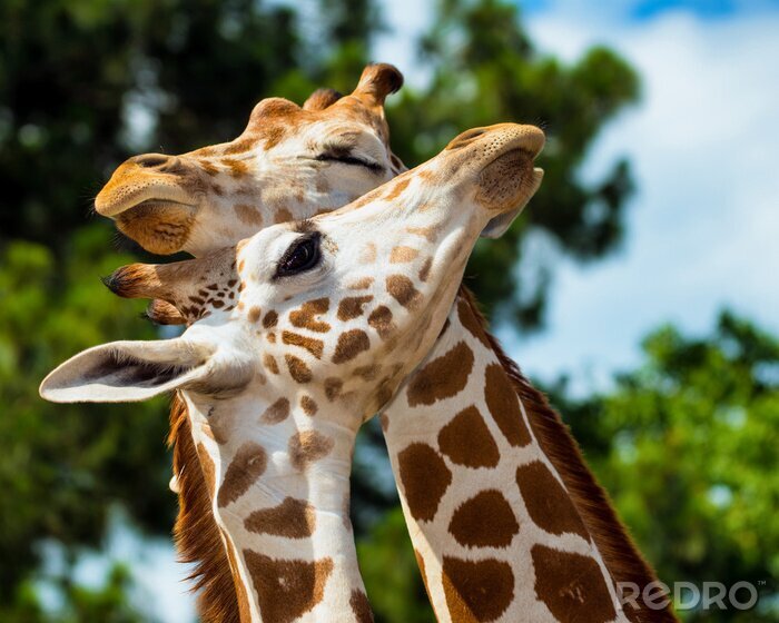 Fotobehang Knuffelende schattige giraffen