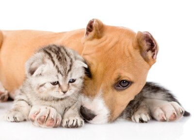 Fotobehang Knuffelige puppy en kitten