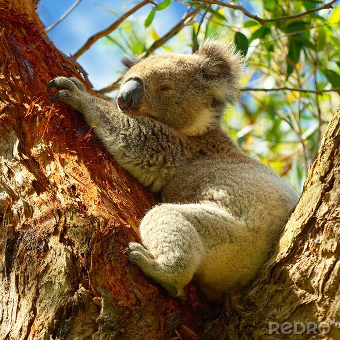 Fotobehang Koala beer in Australië
