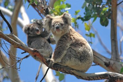 Koala beren op bomen in Australië