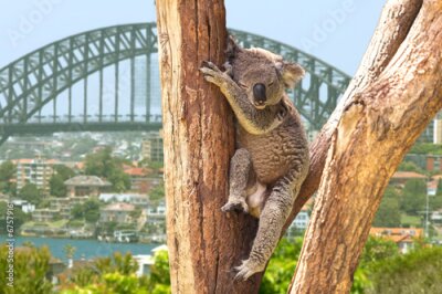 Fotobehang Koala in een boom in Sydney, Australië
