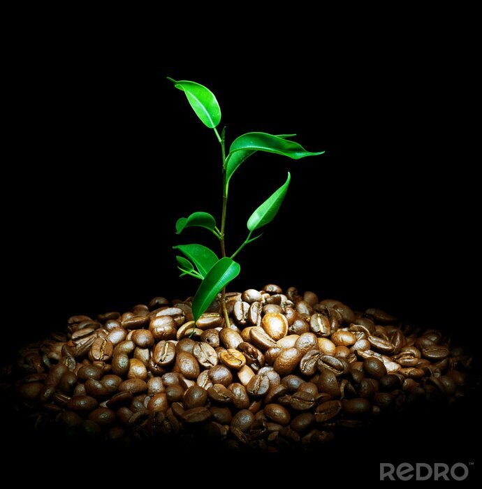Fotobehang Koffiebonen en een groene plant