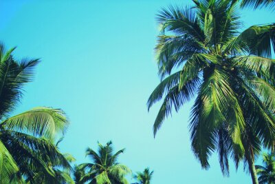 Fotobehang Kokospalmbomen op een blauwe achtergrond