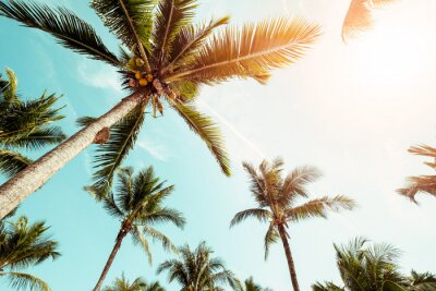 Kokospalmen in het licht van zonnestralen