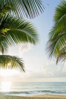 Fotobehang Kokospalmen op het strand