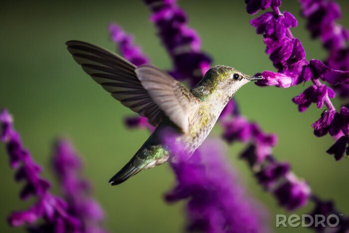 Fotobehang Kolibrie bij de paarse bloemen
