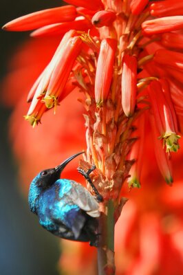 Fotobehang Kolibrie bij de rode bloemen