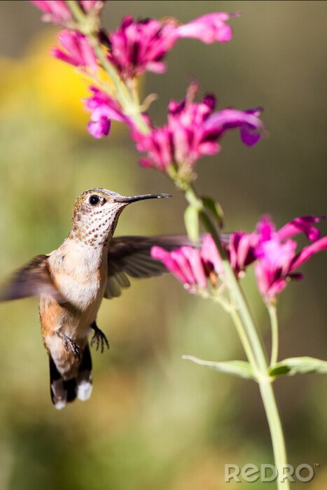 Fotobehang Kolibrie bij een roze bloem