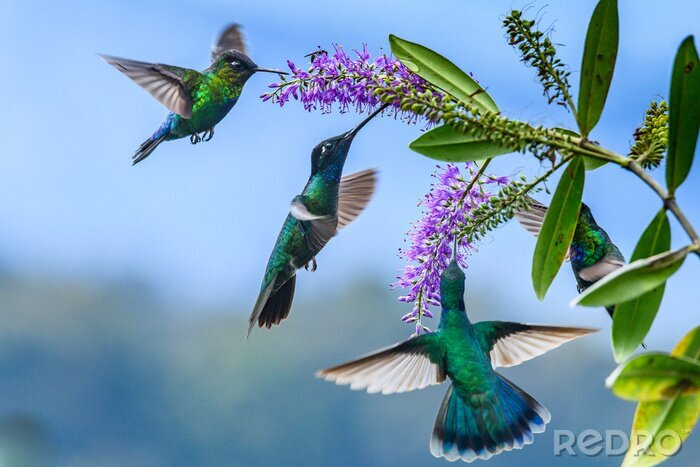 Fotobehang Kolibries die nectar drinken