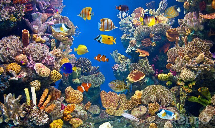 Fotobehang Kolonie van kleurrijke vissen