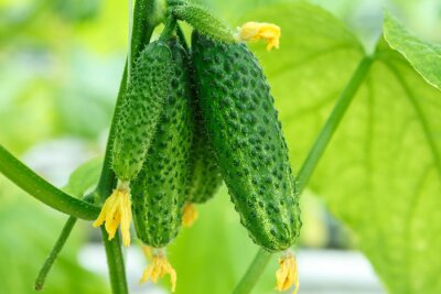 Fotobehang Komkommers in de tuin