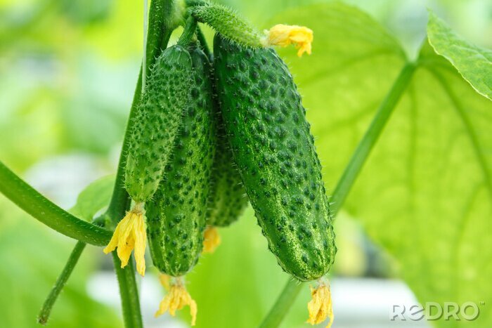 Fotobehang Komkommers in de tuin