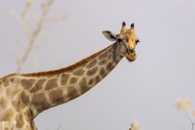 Fotobehang Kop van de giraf op de achtergrond van de hemel