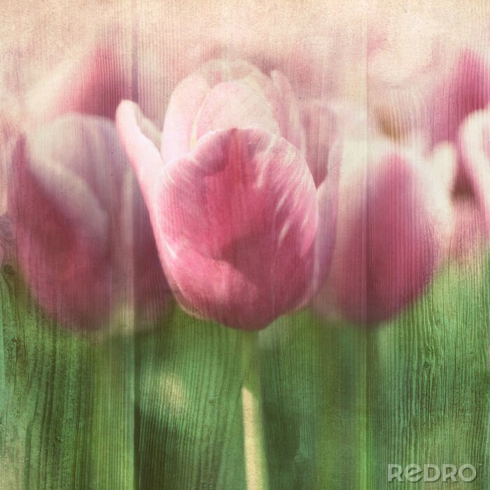 Fotobehang Kopje roze tulp