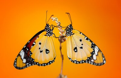 Fotobehang Koppeltje vlinders op oranje achtergrond