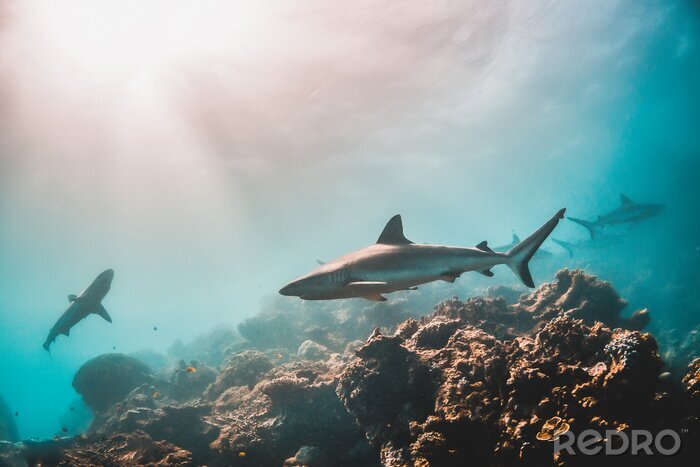 Fotobehang Koraalrif en haaien