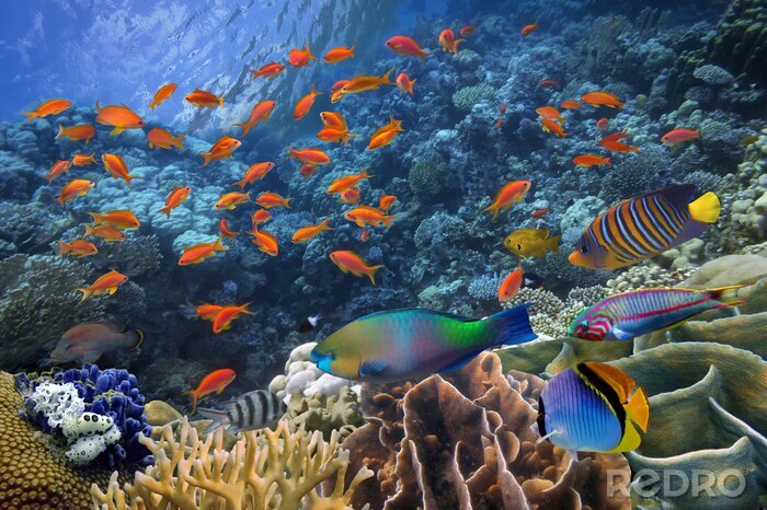Fotobehang Koraalrif en regenboogvissen