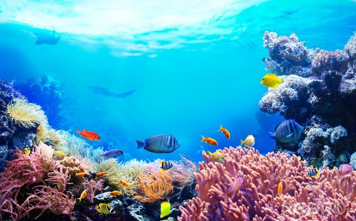 Fotobehang Koraalrif en tropische vissen