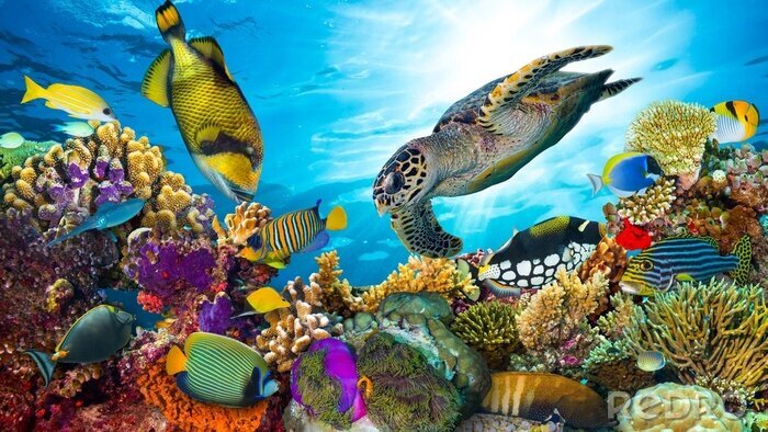 Fotobehang Koraalrif en zeedieren