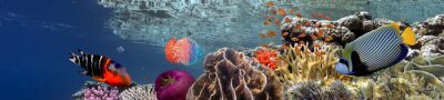 Fotobehang koraalrif vissen in 3D