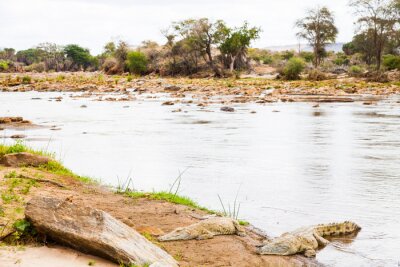 Fotobehang Krokodillen bij de rivier
