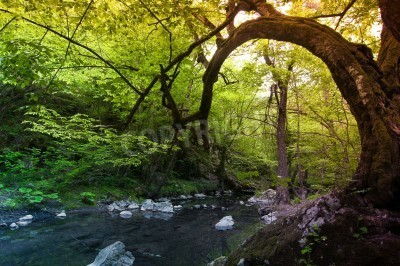 Fotobehang Kromme bomen in de jungle