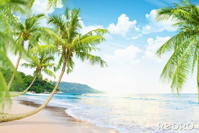 Fotobehang Kromme palmbomen op het strand